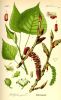                     Populus nigra